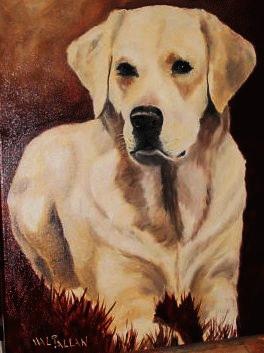 Yellow Lab